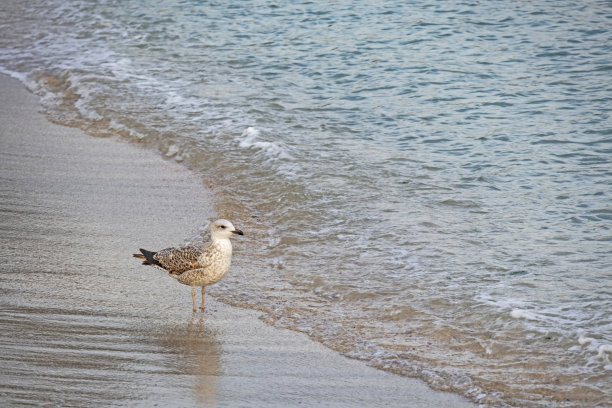 海鸥在海边和海浪图片下载