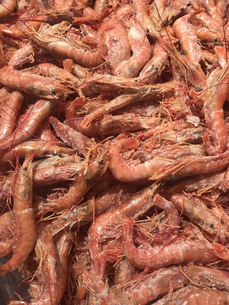 新鲜的虾图片下载