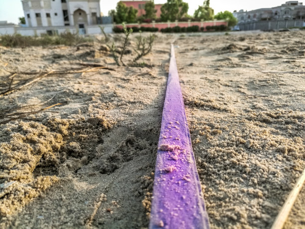 沙地和沙漠植物上的分隔带图片下载