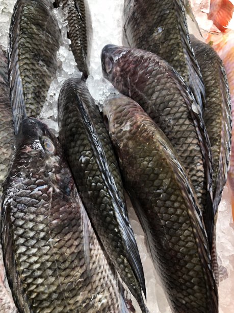 超市柜台的鲜鱼图片图片下载