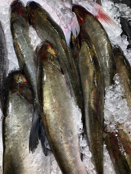 超市柜台的鲜鱼图片图片下载