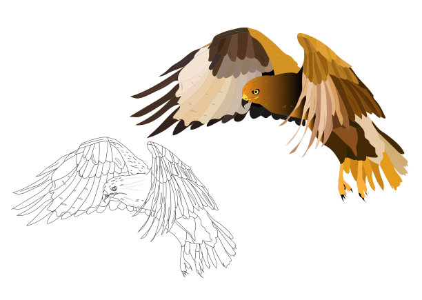 飞翔的鸟。鸟的猎物。矢量图像。白色背景。图片下载