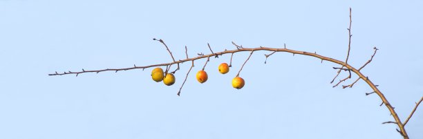 未收获的苹果挂在树上图片下载