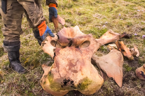 猛犸象的牙齿和头骨，猛犸象的化石残骸。图片下载
