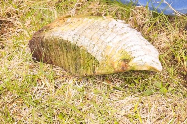 猛犸象的牙齿和头骨，猛犸象的化石残骸。图片下载