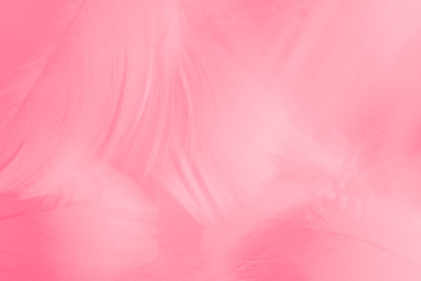 美丽抽象多彩的白色和粉红色羽毛在白色的背景和柔软的白色红色羽毛纹理在粉红色的图案，粉红色的背景图片下载