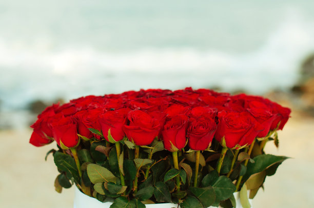 以大海为背景的红玫瑰花束图片下载