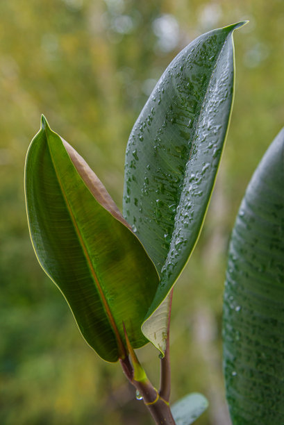 热带花园中的印度榕树叶子，特写，细节图片下载
