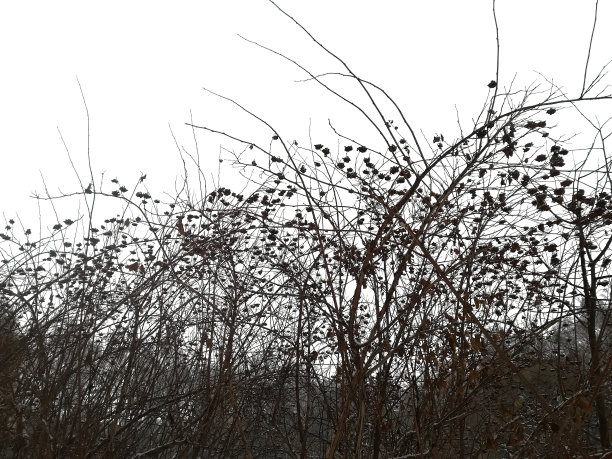 冬季灌木的剪影在白色的背景上。白色背景上的灌木丛的冬季剪影图片下载