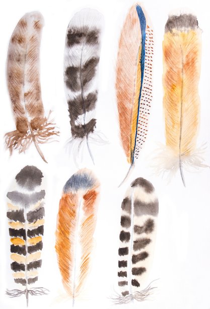 手绘水彩羽毛集。孤立在白色的。设计为邀请，婚礼卡片。图片下载