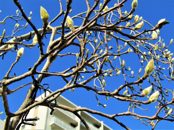 流山市，千叶，日本新年图片下载