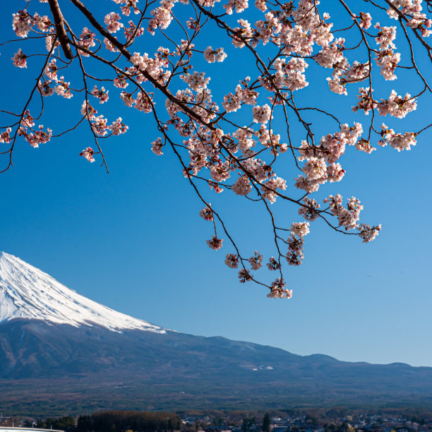 日本富士山上盛开樱花的春天。图片下载