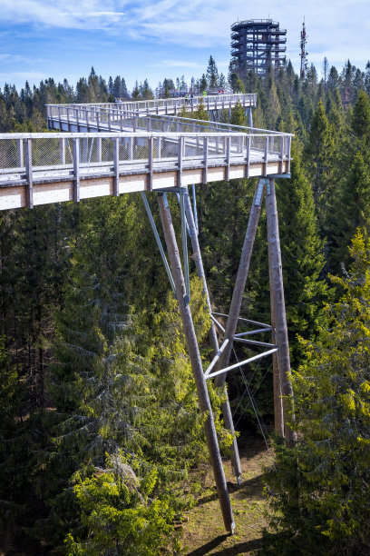 斯洛伐克Zdiar的一条树林小径图片下载