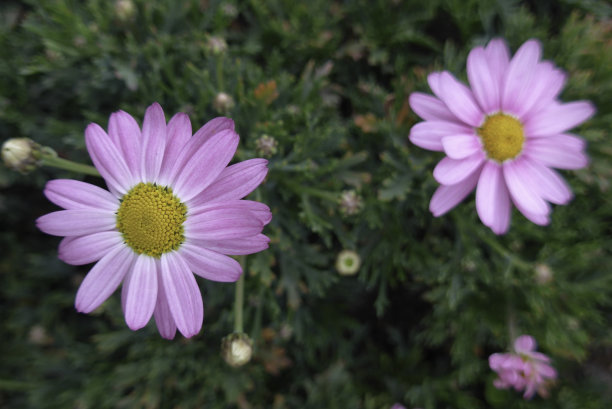 宇宙的花图片下载