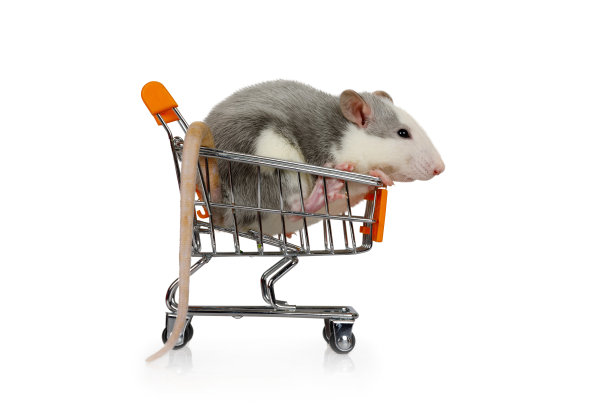 一只灰色的小老鼠坐在购物车里图片下载