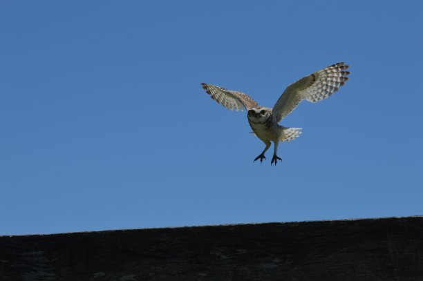 一只猫头鹰飞在木头上图片下载