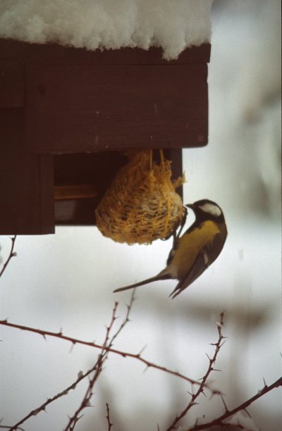 山雀在冬天图片下载