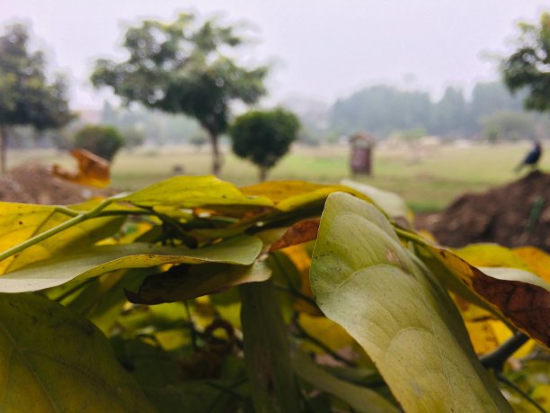 生命的叶子图片下载