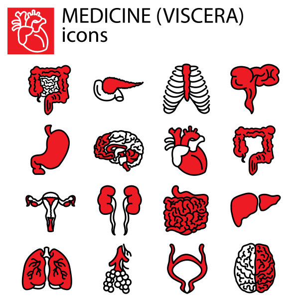 网络线。医学、内脏图片下载