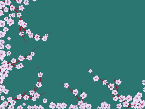 灯光背景上的樱花。樱花向量花。向量印花。盛开的樱花花瓣。日本文化。花卉设计。盛开的树。旗帜模板。图片下载