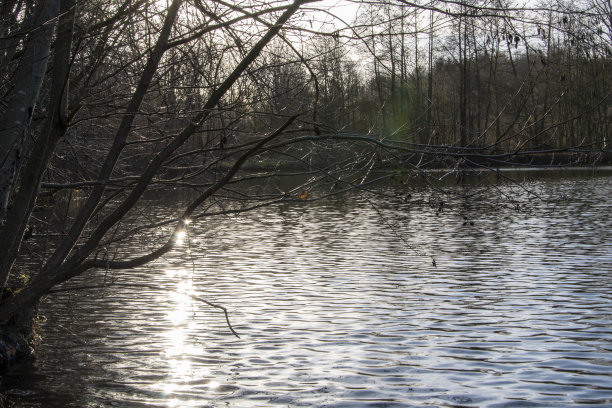 徒步穿越自然保护区Bustedter Holz与田园诗般的湖泊和Brandbach附近Bünde在东威斯特伐利亚。图片下载