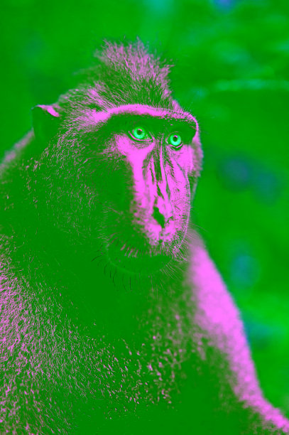 苏拉威西凤头猕猴图片下载