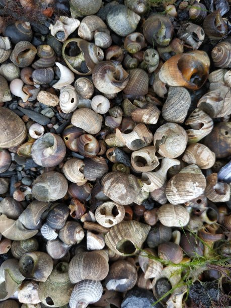 北部的贝壳图片下载