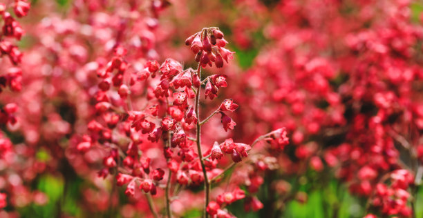 盛开的红珊瑚钟。美丽的风景与鲜艳的紫红色花朵。令人惊叹的田野植物在春天或夏天的花期。近距离的图片开花植物在花园里。图片下载