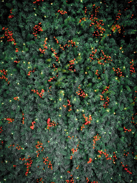 冷杉树上的圣诞浆果和精灵灯，橙色和深绿色的背景图片下载