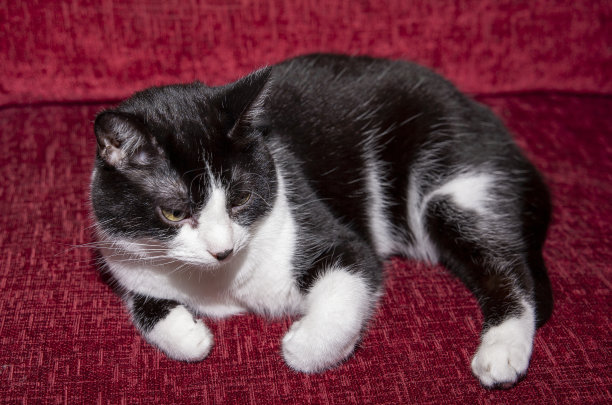 放松的黑白猫图片下载