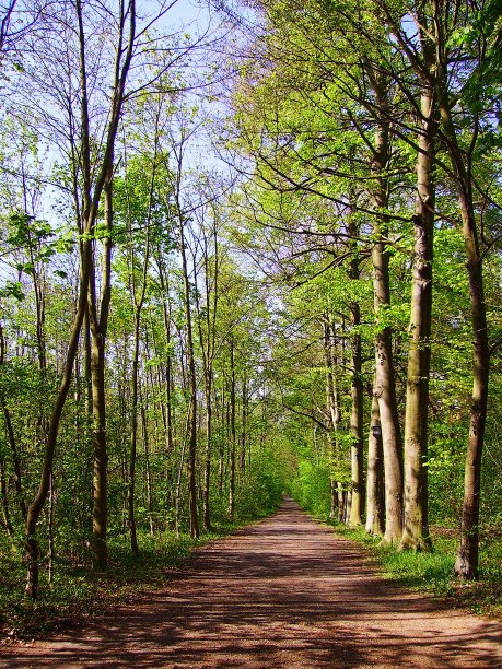 自然森林图片下载