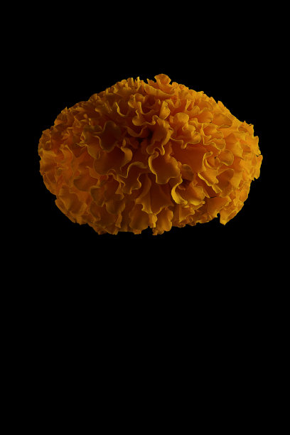 来自泰国的金王花图片下载