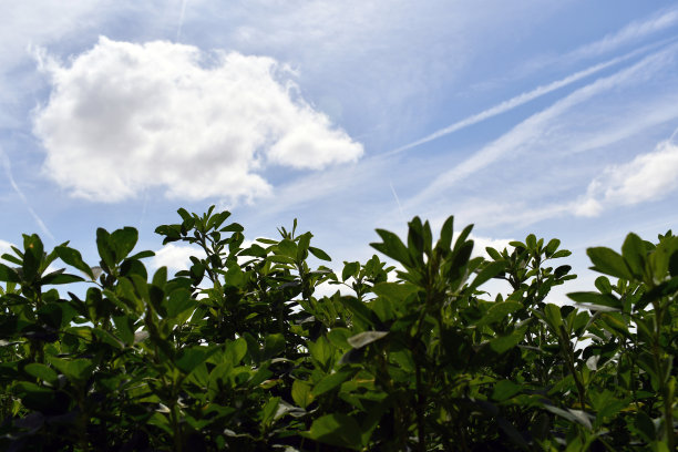 苜蓿与云彩和背景图片下载