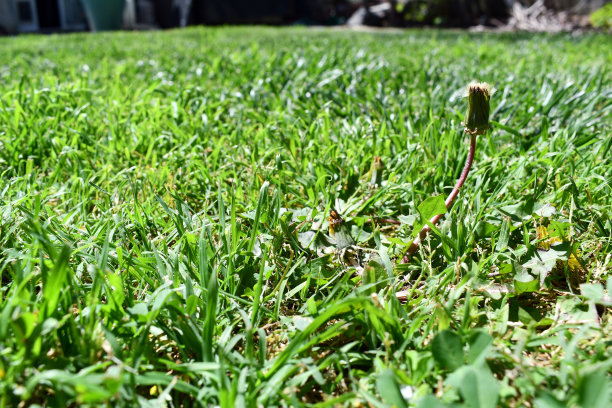 我们在纯净的绿草地上图片下载