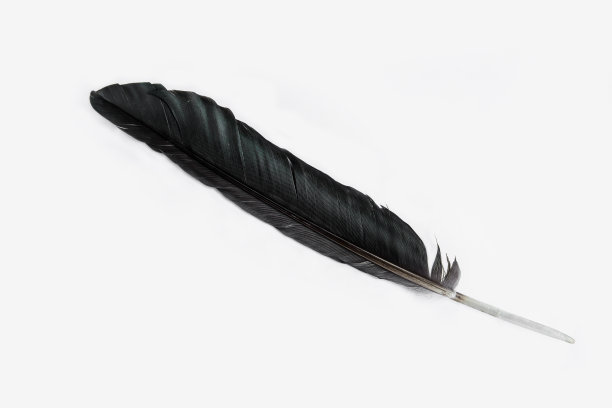 采购产品羽毛，鸭子-鸟，白色背景，裁剪，羽毛笔图片下载