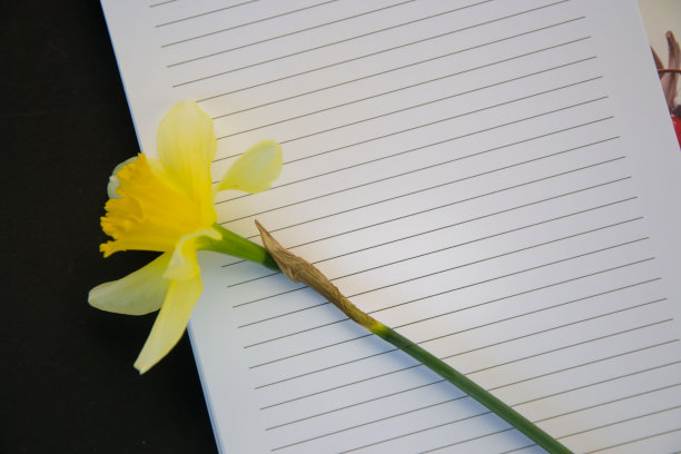 清新的春黄水仙花，空白的教科书纸，空白的地方为文字，复制空间，浪漫的概念，黑色的背景图片下载