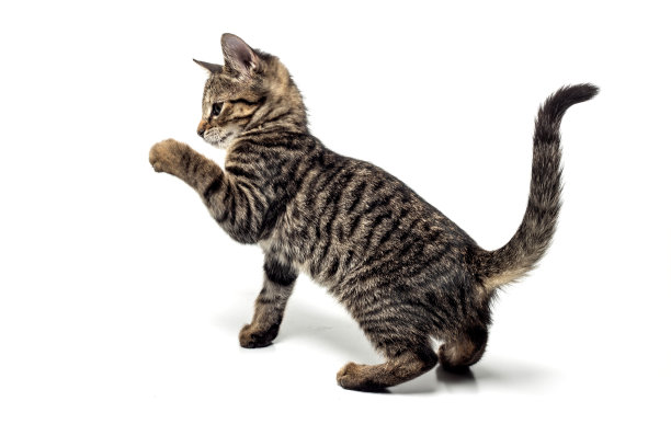 小猫的肖像在白色的背景图片下载