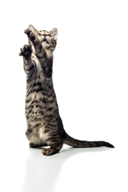 小猫的肖像在白色的背景图片下载