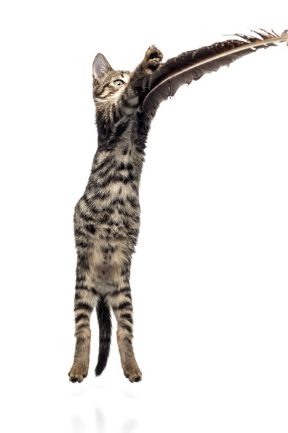 小猫的肖像在白色的背景图片下载