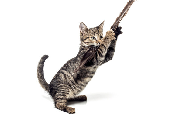 小猫的肖像在白色的背景图片下载