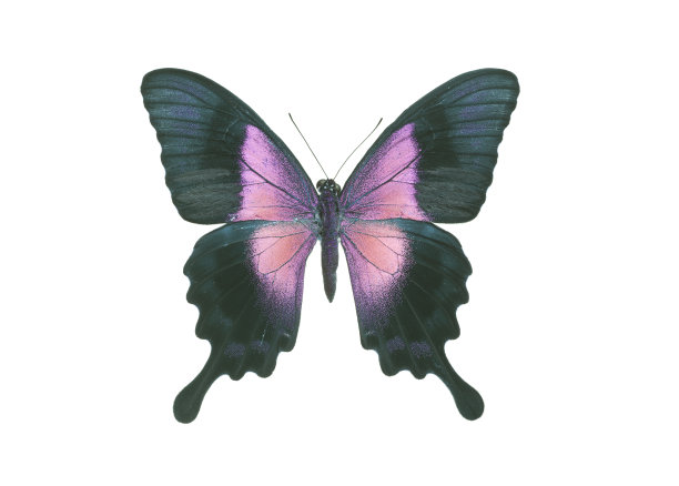 燕尾蝶粉红色孤立在白色图片下载