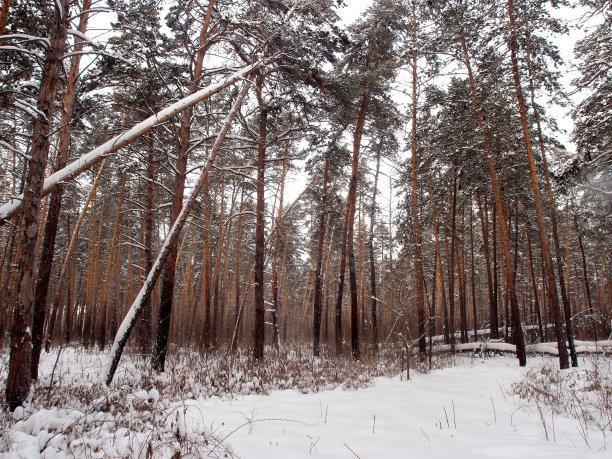 冬季西伯利亚森林图片下载