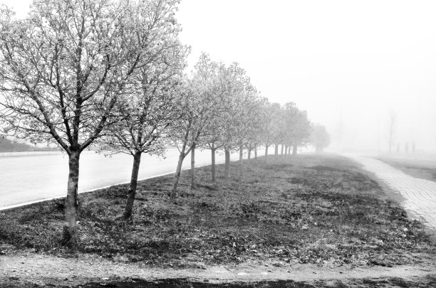 雾中的黑白景色图片下载