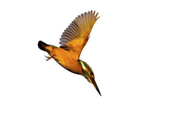 飞行的翠鸟。色彩斑斓的鸟。矢量图像。白色背景。图片下载