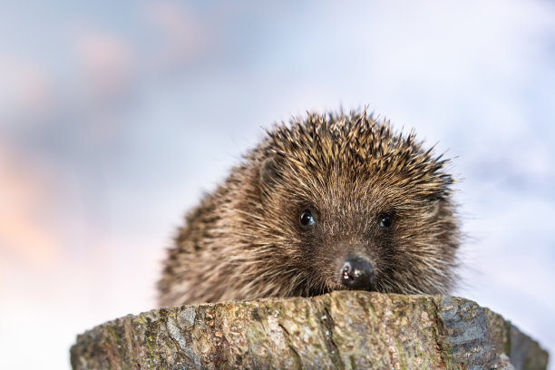 刺猬在喀尔巴阡地区靠近，坐在麻上。图片下载