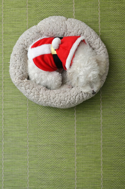 马耳他狗穿着圣诞老人衣服躺在他的床上图片下载