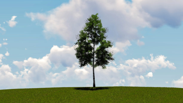 一棵树在天空背景3D渲染图片下载