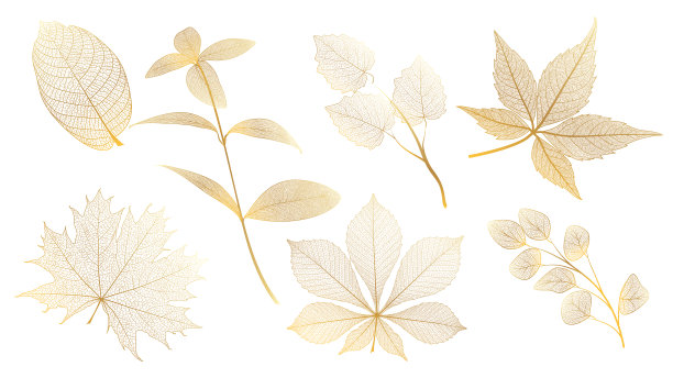 将叶子设置为白色。叶静脉。图片下载