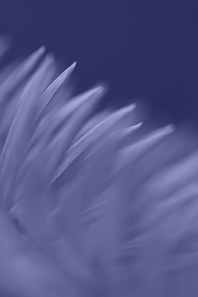 蓝色松树微距照片。美丽的2020年新年或圣诞节背景，具有浅景深。独特的抽象背景。图片下载