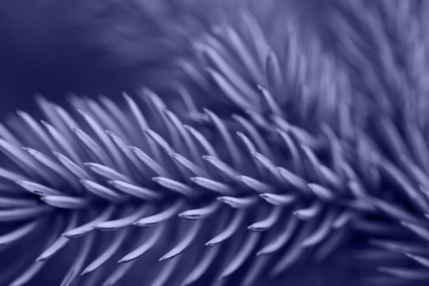 蓝色松树微距照片。美丽的2020年新年或圣诞节背景，具有浅景深。独特的抽象背景。图片下载